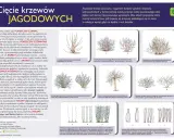 Agrest: Cięcie krok po kroku. Więcej owoców, zdrowszy krzew!