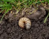 A plump white grub, a common lawn pest, curls in dark soil beneath green grass blades.