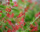 Vibrant red tubular flowers bloom on a pineapple sage plant, hinting at its culinary and medicinal uses.