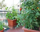 Des tomates rouges et vertes mûrissent sur des plants dans des pots sur un balcon. Un guide pour savoir comment faire pousser les tomates.