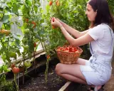 Jeune femme récoltant diverses variétés de tomates dans une serre, un panier rempli de fruits rouges à ses côtés.