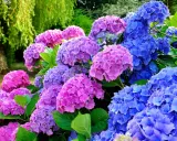 En prunkande rabatt med blå och rosa hortensior. Perfekt för dig som vill plantera hortensia och skapa en färgsprakande trädgård.