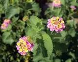 Fleurs de litsée citronnée aux teintes roses et jaunes, avec des feuilles vertes texturées.