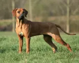 Un Rhodesian Ridgeback impressionnant, sa taille imposante et sa musculature bien définie ressortent sur l'herbe verte.