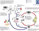 Cykl życiowy Toxoplasma gondii: kot wydala oocysty, które zakażają zwierzęta i ludzi, powodując toksoplazmozę u kota i innych żywicieli.