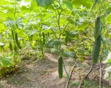 Des concombres mûrs pendent sur leurs tiges dans un jardin. Le moment idéal pour savoir quand planter concombre est maintenant, pour une récolte abondante.