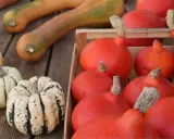 La récolte des courges est prête : des courges potimarron rouges et des courges décoratives tigrées attendent sur des planches de bois.