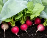 Des radis rouges et blancs, prêts à être récoltés, poussent sous un voile protecteur. Une belle réussite pour semer des radis en jardinière.
