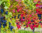 Reife blaue Trauben hängen zwischen bunten Blättern. Die Weinpflanzen zeigen ihre Herbstfarben.