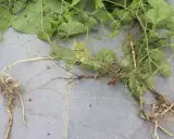 Plante de liseron mauvaise herbe avec ses racines aériennes et souterraines sur fond gris.