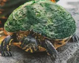 Żółw się nie rusza? Sprawdź, czy hibernuje, choruje, czy nie żyje