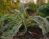 Un pied d'artichaut après récolte, prêt à être taillé. Que faire des pieds d'artichauts après la récolte ? Le jardinier peut les couper pour l'hiver.