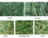 Close-ups of five types of hay: Timothy, Orchard, Alfalfa, Alfalfa/Grass Mix, and Brome.