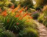 Ein sonniger Gartenweg führt vorbei an leuchtend orange-gelben Blütenrispen von montbretien winterhart, umgeben von Gräsern und zarten Blüten.