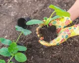 Mains gantées préparant le moment idéal quand repiquer les courgettes. Un jeune plant est prêt à être planté.