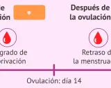 Diagrama muestra ciclo menstrual. Antes de ovulación, sangrado de deprivación. Después, retraso. Levonorgestrel puede afectar sangrado.