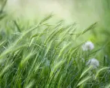 Green grass stalks sway in the breeze, hinting at the perfect time when to plant winter rye for a healthy harvest.