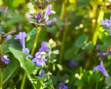 Nahaufnahme von Gundelrebenblüten. Die **Gundelrebe Wirkung** ist vielfältig, diese Pflanze blüht im Frühling.