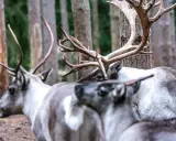 Här ser vi en flock renar i skogen. Det är fascinerande hur har alla renar horn, även honorna.