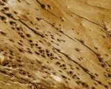Texture dorée d'un bois ancien, parsemé de nombreux petits trous creusés par les mites.