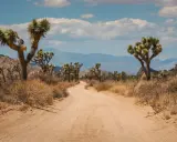 Droga przez pustynny krajobraz parku narodowego Joshua Tree, z charakterystycznymi drzewami jukka i skalistymi wzgórzami w tle.