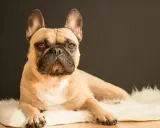 Un bouledogue français beige, allongé sur un tapis blanc, me regarde avec des yeux tristes. Il semble qu'il pleure quand je pars.