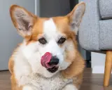 Uroczy corgi liże podłogę, szukając resztek smakołyków.