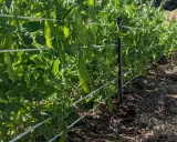 Des gousses de petits pois mûres pendent sur des tiges vertes, soutenues par des fils. La culture de petits pois prospère dans le sol paillé.