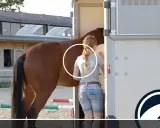 Ein braunes Pferd wird von einer jungen Frau in Jeansshorts und T-Shirt in einen Pferdeanhänger geladen, bereit für ein pferd turnier.