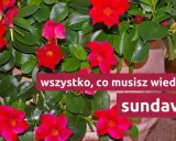 Sundaville uprawa: wszystko, co musisz wiedzieć o tych pięknych, czerwonych kwiatach.