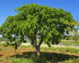 Ein üppiger Feigenbaum steht an einem sonnigen Standort im Freien. Der Boden ist rotbraun, mit etwas Gras und Büschen.