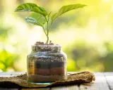 Planta joven creciendo en botes de cristal con capas de tierra y sustrato, bajo luz solar.