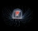 Una medusa immortale, trasparente e luminosa, con tentacoli sottili che si estendono nell'oscurità, un vero gioiello del mare.