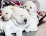 Słodkie szczenięta labradora śpią wtulone w siebie. Ciekawe, do jakiego wieku rośnie pies, gdy jest tak malutki i uroczy.