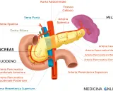 Illustrazione anatomica del pancreas, duodeno e milza, con vasi sanguigni. Il pancreas appare di colore giallo brillante, suggerendo un aspetto pancreas iperecogeno.