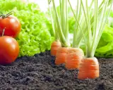 Tomates rouges mûres, laitue verte et carottes en rang. Idéal pour savoir que planter à côté des tomates pour un potager prospère.