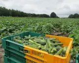 Culture cornichon grillage : une récolte abondante dans des caisses vertes et jaunes, sur un champ verdoyant sous un ciel couvert.