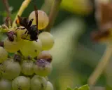 Eine schwarze Hornisse sitzt auf einer Traube und saugt den Saft.