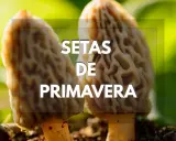 Setas de primavera en Cataluña, con su característica forma alveolada, brotando en la tierra.