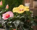 Zwei blühende Hibiskuspflanzen, eine mit gelben und eine mit rosa Blüten. Tipps zur **Hibiskus Pflege** für gesunde Pflanzen.