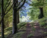 Sentiero nel bosco, tra alberi secolari e vegetazione lussureggiante. Un invito a esplorare cosa vedere in questo acquerino naturale.