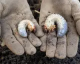 Deux larves de cétoine ou hanneton, blanches et courbées, reposent dans des mains gantées de terre.