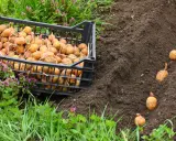 Plantation de pommes de terre précoces. Une caisse remplie de tubercules germés est posée près d'un sillon de terre où quelques pommes de terre sont déjà plantées.