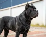Un Cane Corso noir, musclé, porte une chaîne argentée. Son alimentation est essentielle pour sa puissance.