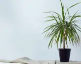 Ein gerandeter Drachenbaum in einem schwarzen Topf steht auf einem Tisch, bedeckt mit einem Leinentuch.
