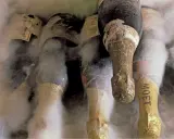 Flaschen mit vintage champagne, bedeckt mit Staub und Spinnweben, scheinen in Vergessenheit geraten zu sein.