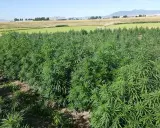 A field of lush green hemp plants under a clear blue sky. This image shows what hemp looks like growing, a versatile plant with many uses.