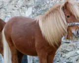 Zwei braune Shetlandponys vor einer Steinmauer. Sie sind robust und können alt werden, wie alt werden Shetlandponys?
