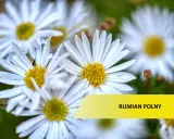 Rumian polny: Jak odróżnić chwast od zioła i skutecznie usunąć?