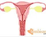 Illustrazione utero con ovuli gialli e macchie marroni, suggerendo spotting gravidanza colore.